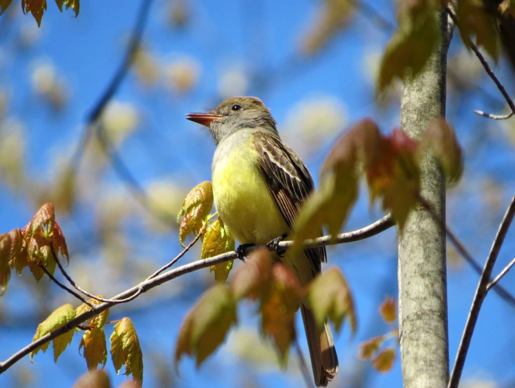 Bird walk highlighted Draper Twin Lake Park – The Record