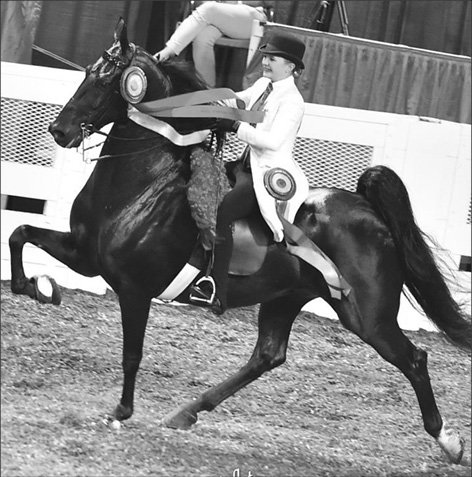 Romeo equestrian to compete in International World Cup – The Record
